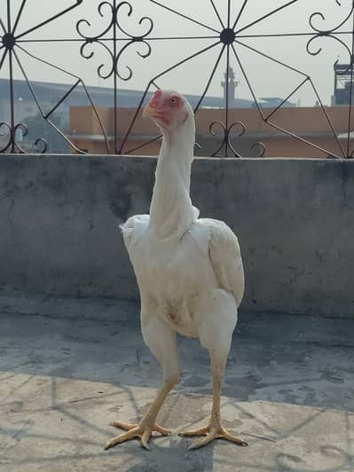 Shamo Females For Sale