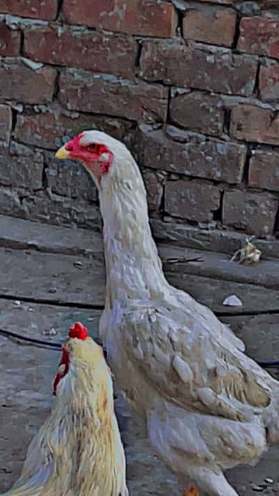 White o shamo 5 males and 2 females 03245141018