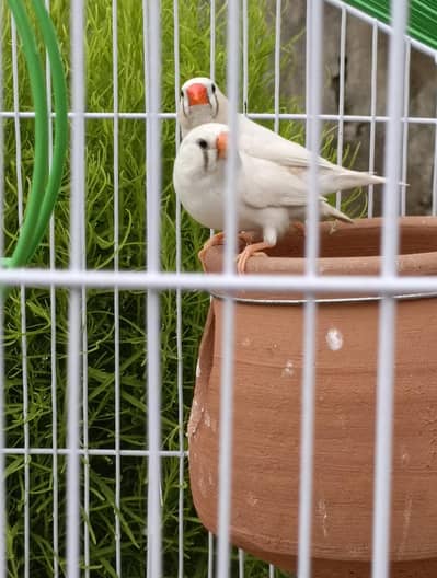 Finches Pair For Sale With Cage
