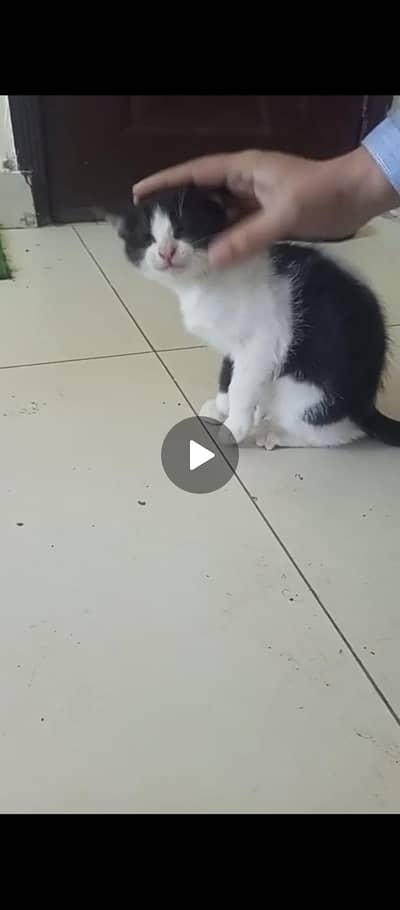 semi Persian healthy kitten