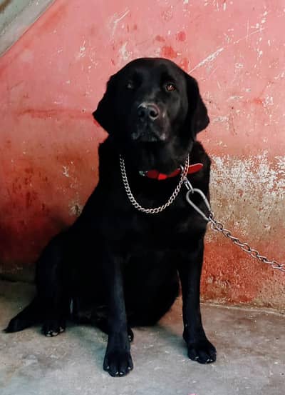 Labrador female urgent sale or exchange with puppy