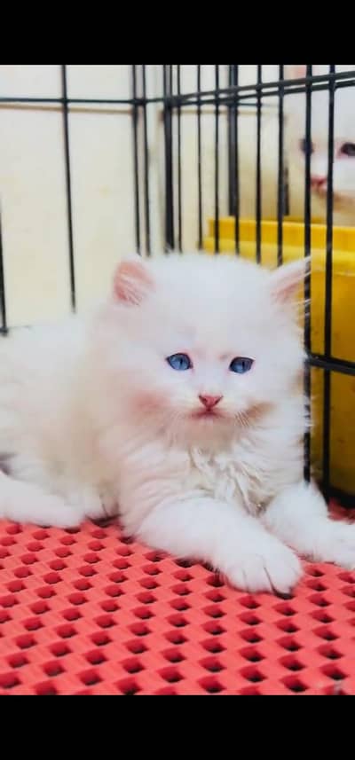 Quality Persian Punch face cat & kitten is03477878702Whatsapp