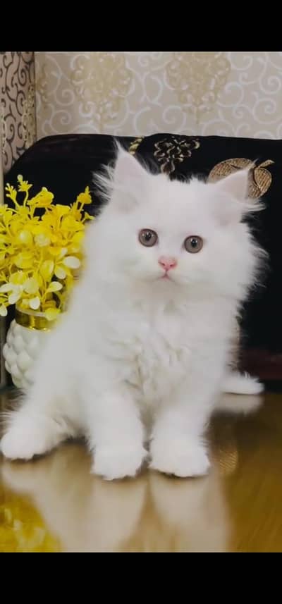 Quality Persian Punch face cat & kitten is03477878702Whatsapp