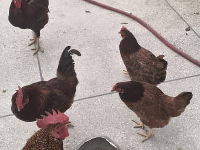 home raised chickens for eggs