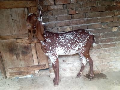 Makhi cheeni 4 dant path for sale