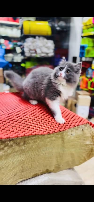 Quality Persian Punch face cat & kitten is03477878702Whatsapp