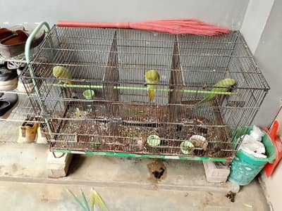 parrot sell