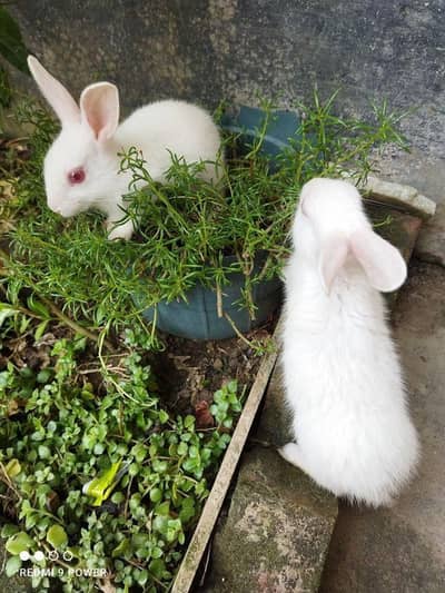 Rabbit sell price  2 rabbit 300 pkr and male and female available