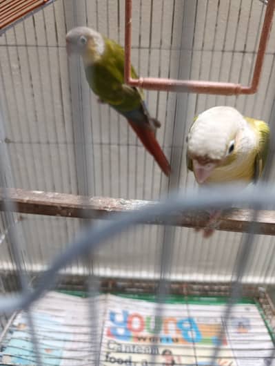 Pair of pineapple conure