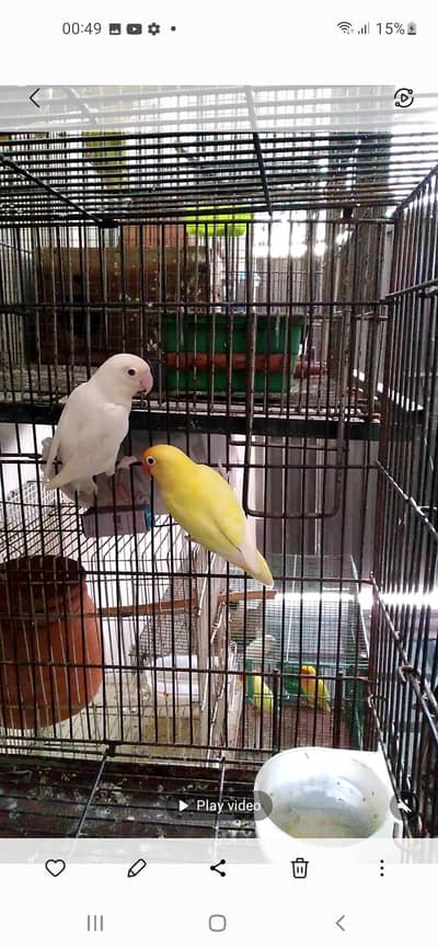 Love Birds Cremino Par blue Latino 6 pair