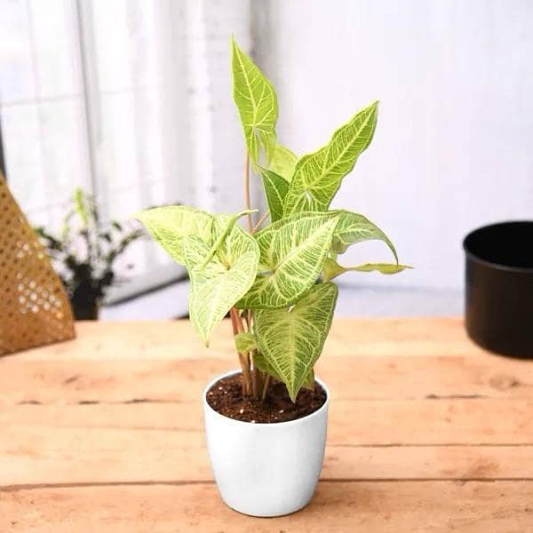 Live Syngonium white plant with pot | indoor plant | indoor decoration plants | home and garden plants | office plants | plant parlour