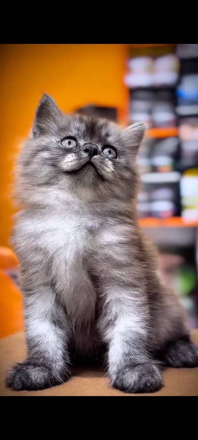 CASH ON DELIVERY(PURE BREED HEALTHY KITTENS GUARANTEED)BLUE EYES