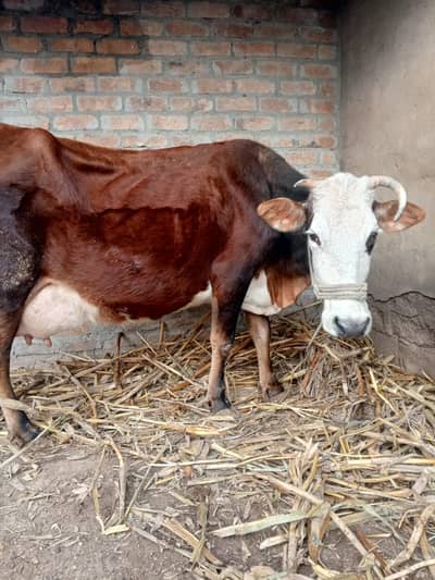 jercy cross cow for sale