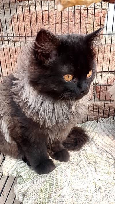 CASH ON DELIVERY(blue eyes Kiitens healthy GUARANTEED Gift quality