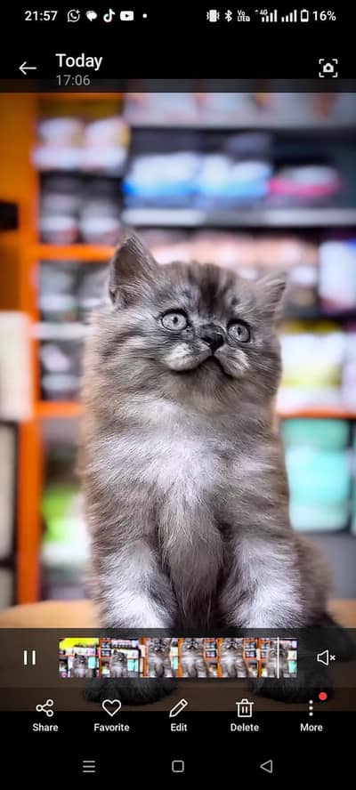 CASH ON DELIVERY  HIGH QUALITY BLUE EYE PERSIAN PUNCH FACE KITTENS FOR