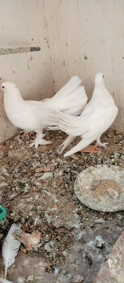 English fantail lakha patha pair, laka breeder  female