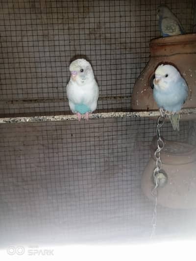budgies patthe
