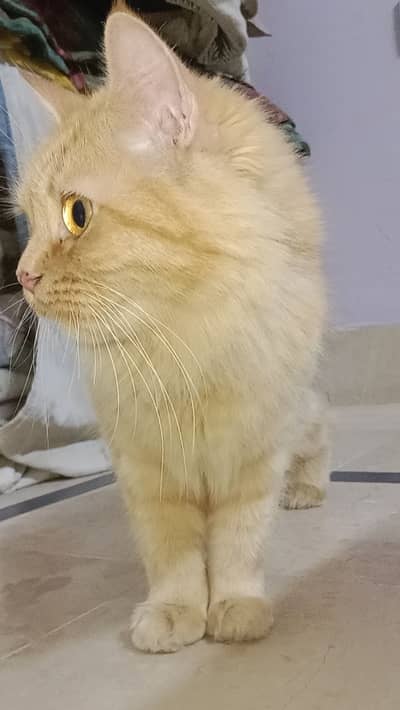 Persian Cat