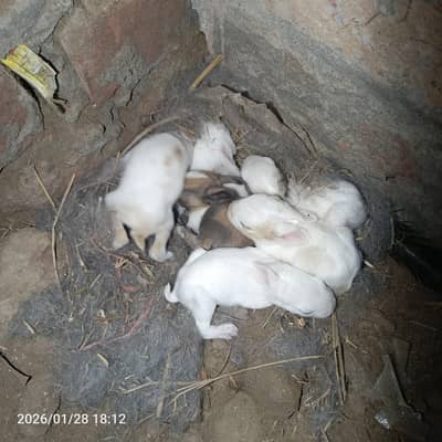 Rabbits Babies- red and black eye