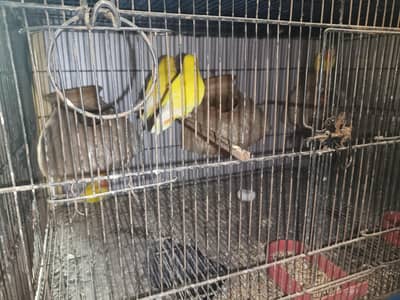 albino creamino deceno par Blue