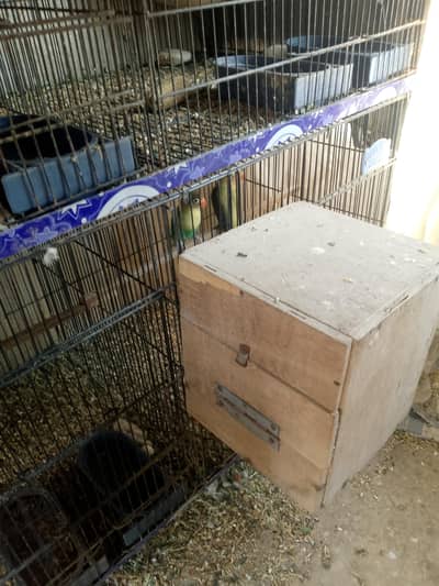 parblue,parblue uwing,blue all virds split ino