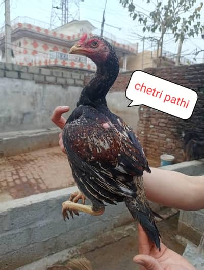 Mushka aseel/Heera aseel/Mianwali aseel/Black shamo/Shamo aseel/