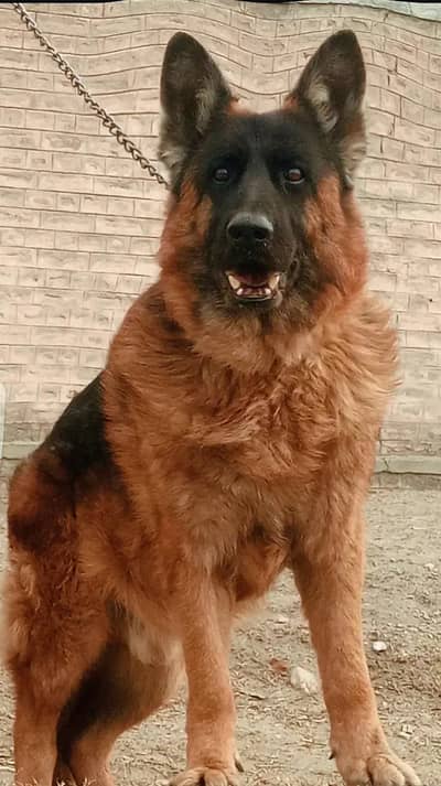 top quality German Shepherd long coat male confirm start along code