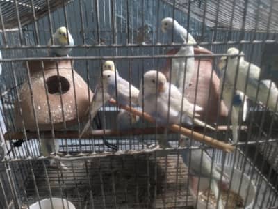 12 atrailian parrots for sale