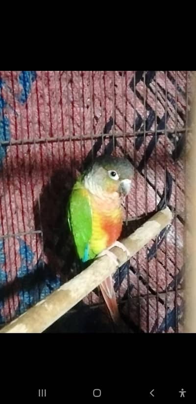 pineapple conour  ready  to Breed Male