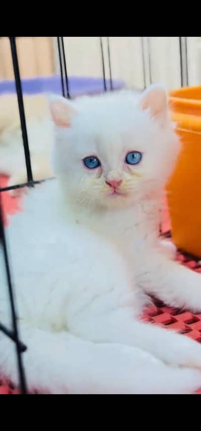 Quality Persian Punch face cat & kitten is03477878702Whatsapp