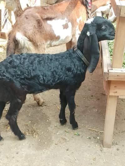 pure ambertasri breed path