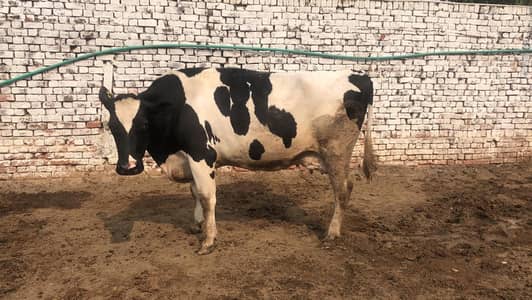 TWO COWS FOR SALE 10 lakh only