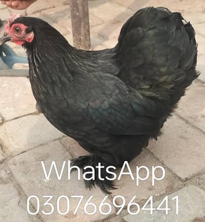 Bantam Hens. 2 female only