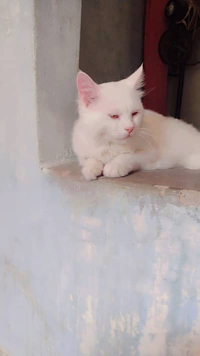 Russian class hai ek dedh sal ka hai