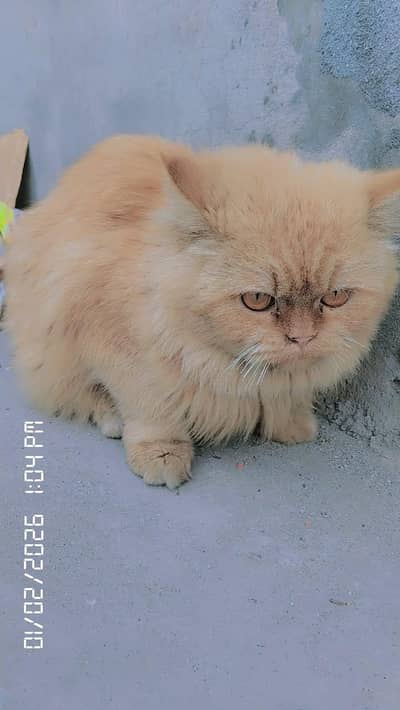 persiancat