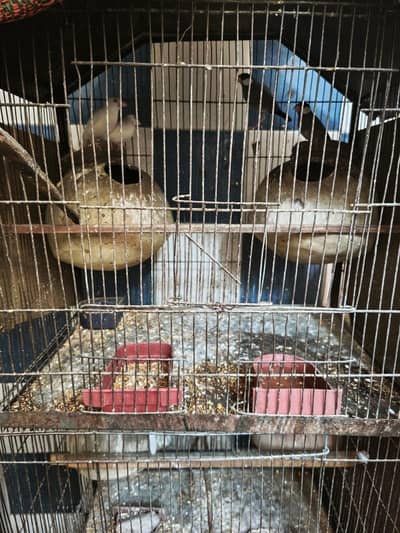 For sale java and blue pasnata