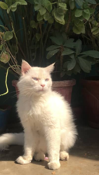 "Turkish Angora Cat for Sale - Rs 10,000 | karachi