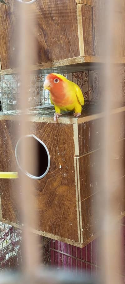 bonded pair with eggs