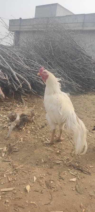 heera aseel for sell