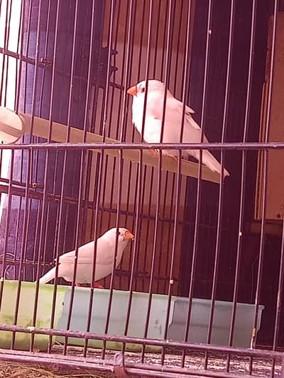 snow White and zebra finch
