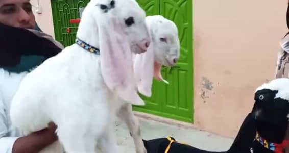 2 Bacchon Ka Sath Desi Bakri For Sale/ 03102729869