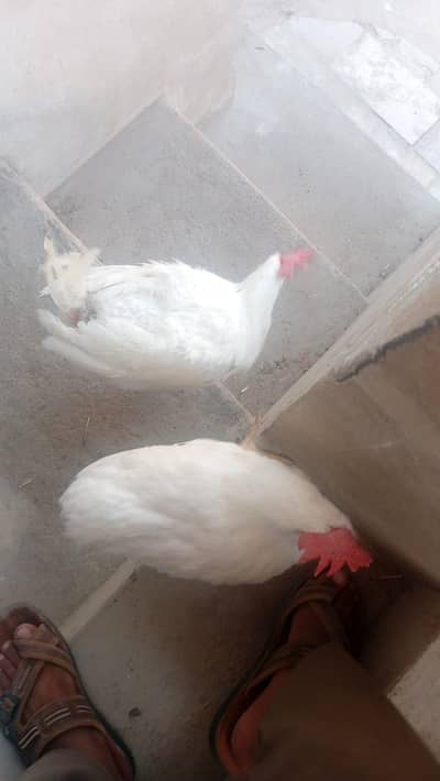 White layer Male For Sale 4 to 5 available