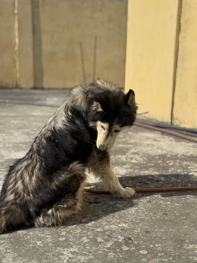 Husky Dog Female