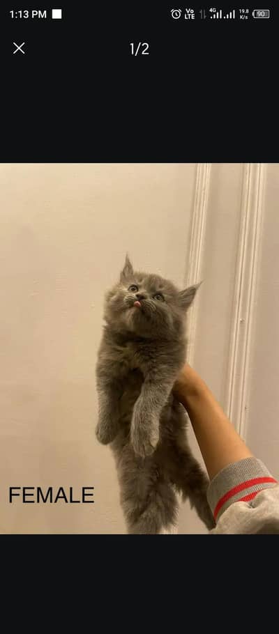 kitten healthy and very active