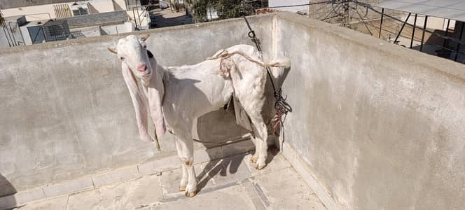 Gulabi Bakri for sale