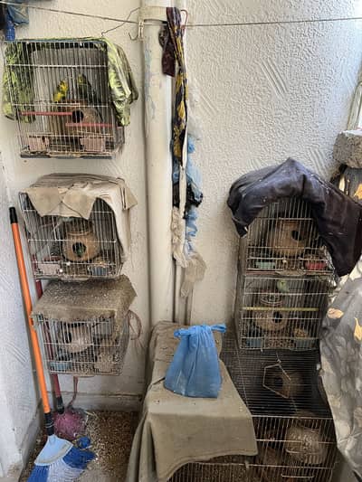 Australian Parrots Bajri