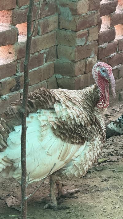 Health Turkey Birds White/Brown Male Female near Lahore