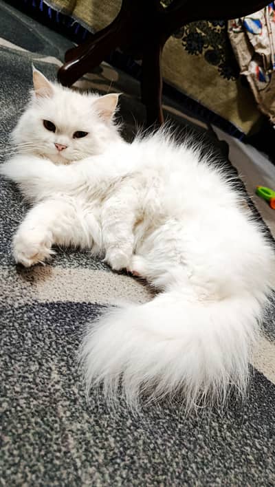 Doll Face Persion Cat For Sale