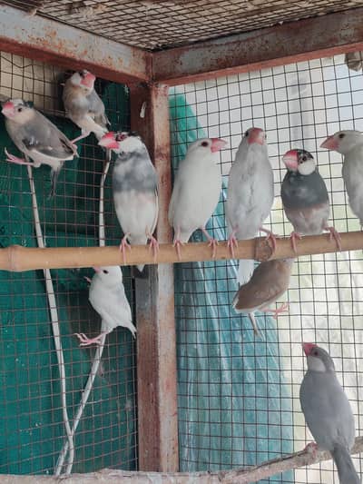 Java finches adult pairs