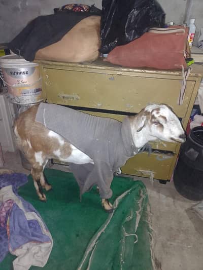 32000 teddy bakri months 8 WhatsApp 03041468622